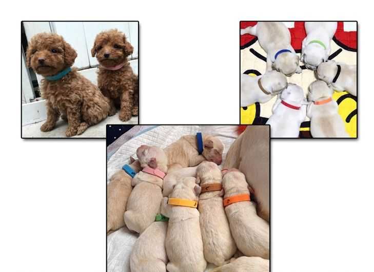 Ошейники - маркеры для новорожденных щенков, 15 шт. в упаковке