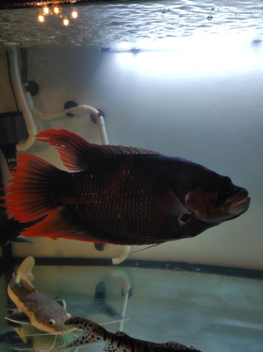Gourami red tail 45 cn