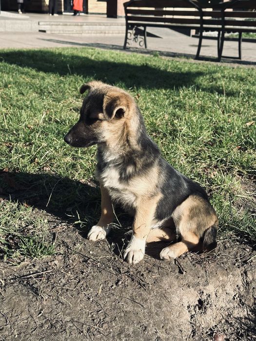 Коротколапе цуценя подарую