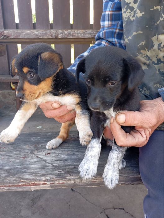 Щенята малої породи шукають дім