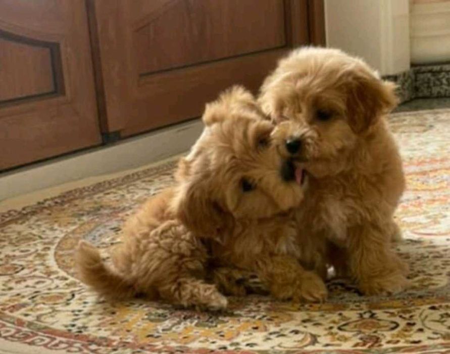 МАЛЬТИПУсик. Мальчик карамельный красавчик.