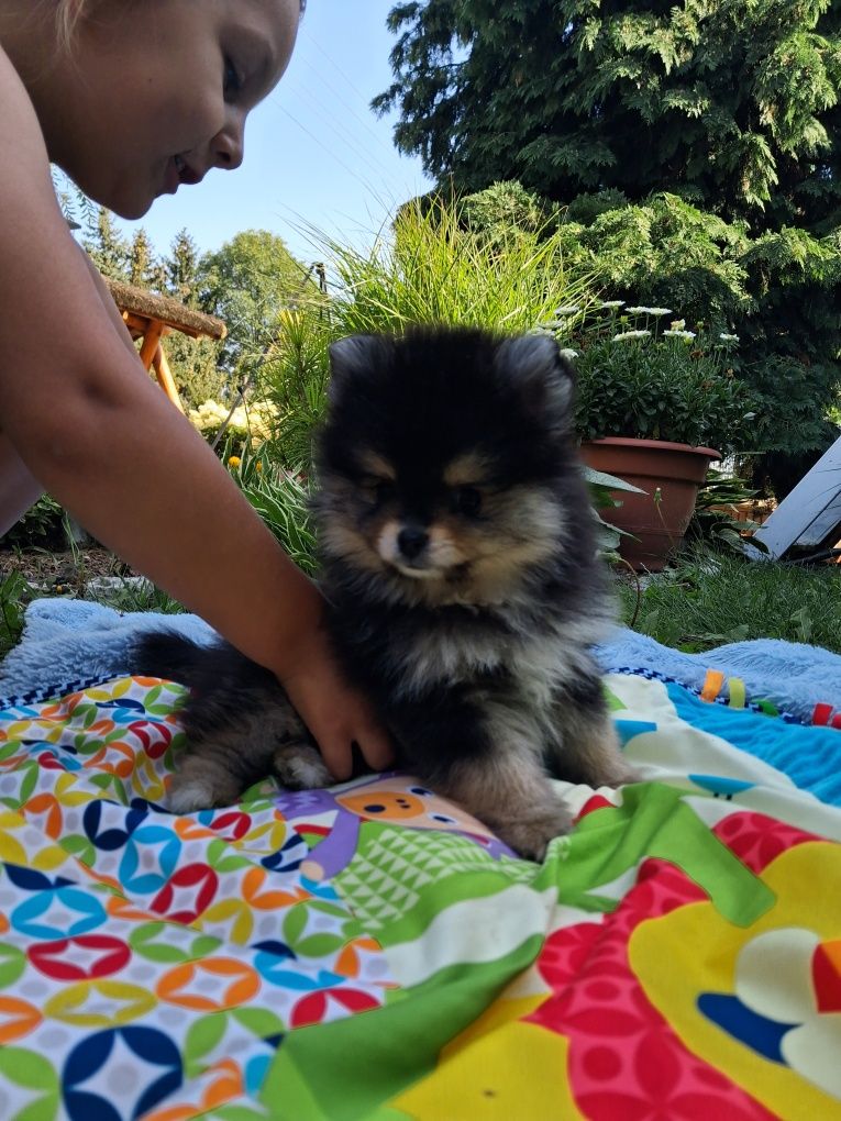 Sliczny szczeniaczek  pomeranian szpic miniaturowy