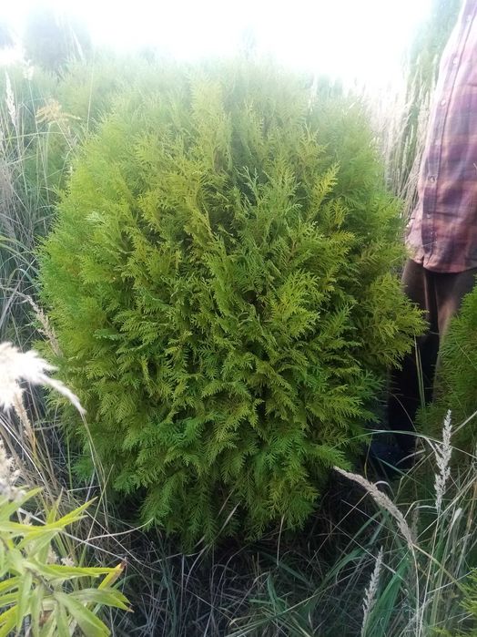 Thuja globosa okazja