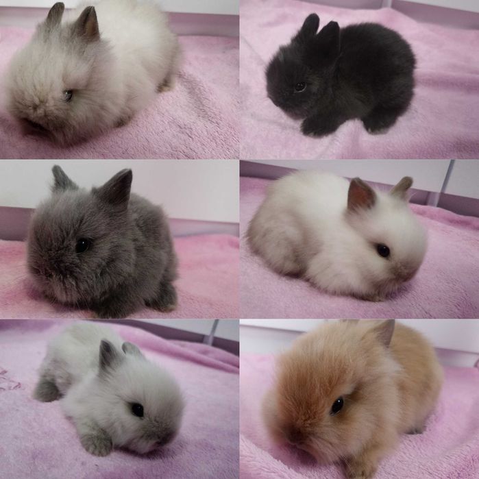 Królik Karzełek Teddy królik Miniaturka gotowe do odbioru króliczki