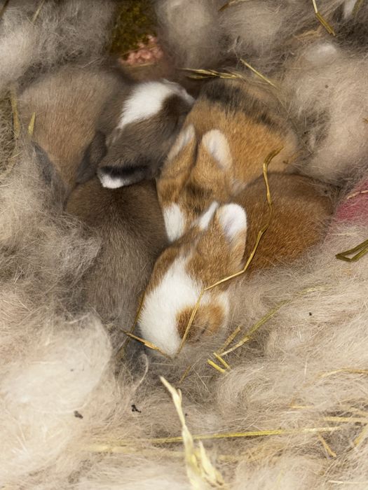 Coelhos mini toy teddy