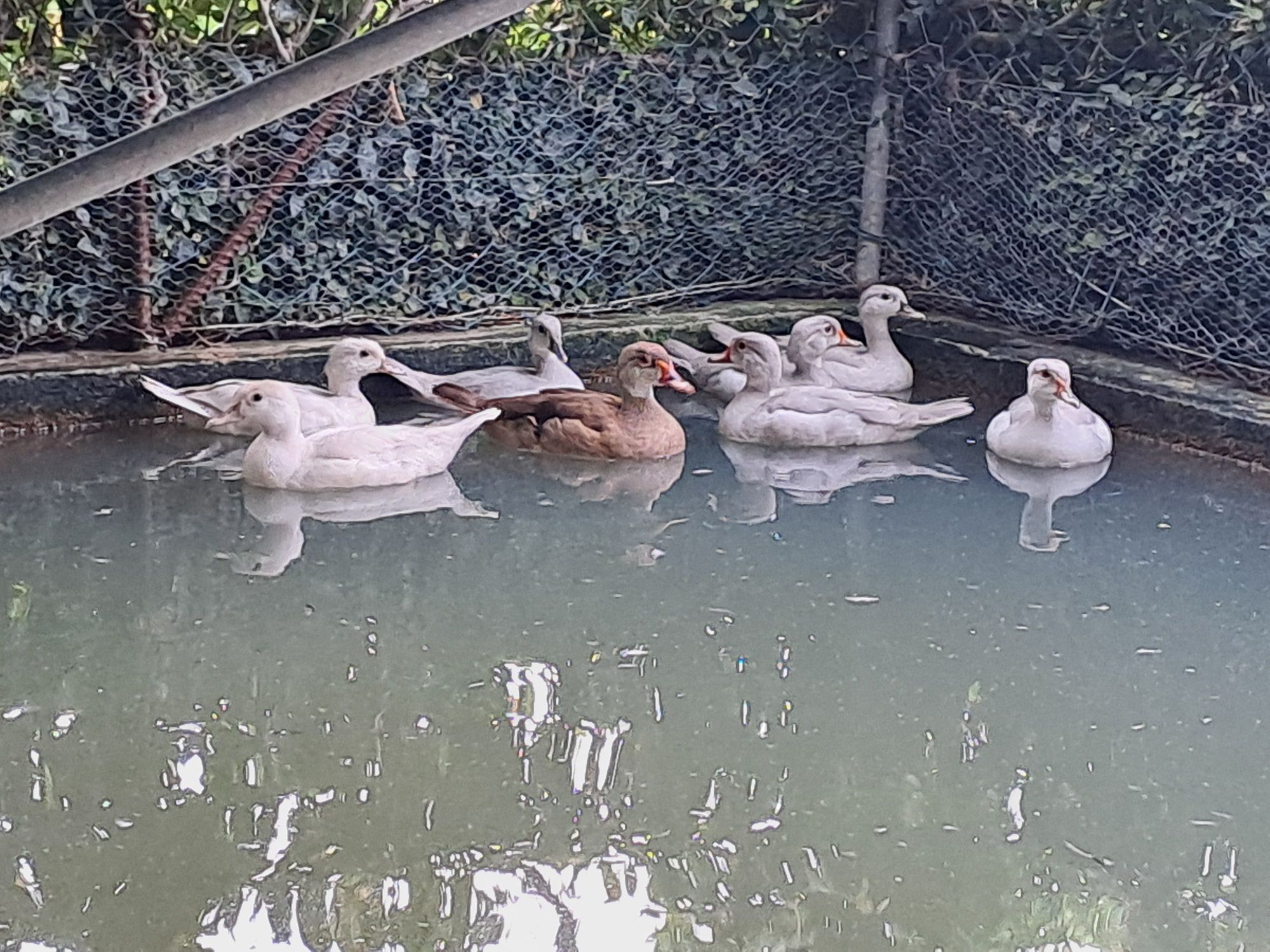 Patos pompom e carolinos