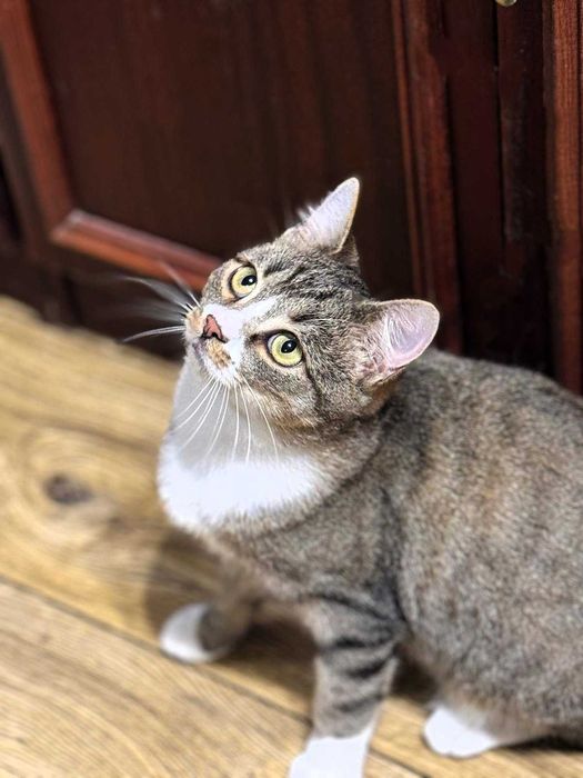 Serdeczny Maniuś szuka domku