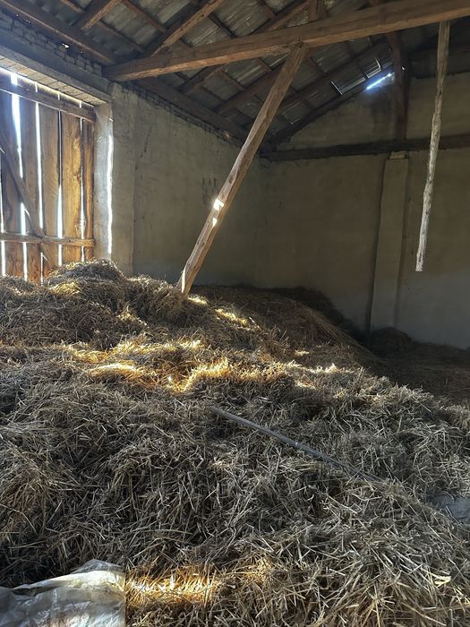 Siano i słoma w kostkach lub  luz