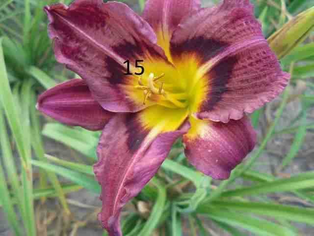 Liliowce -Liliowiec