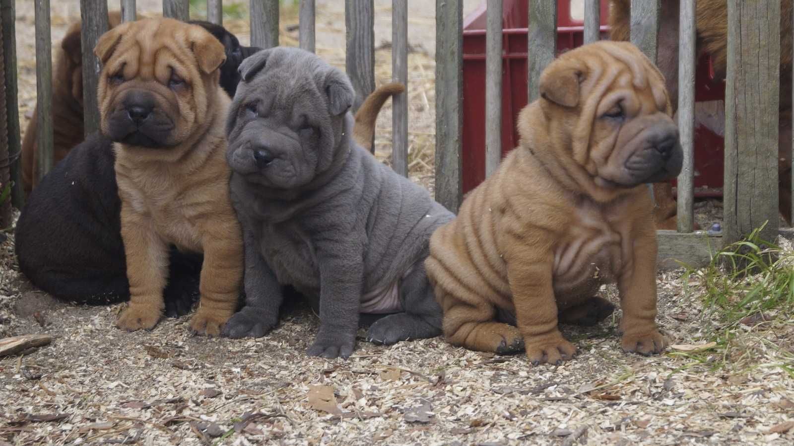 Eros,Blekitny samiec Shar Pei, do rezerwacji, zagraniczni rodzice FCI