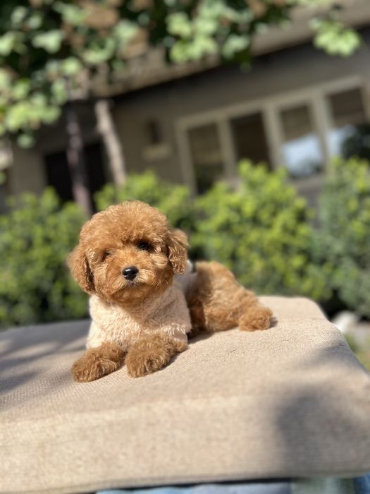 Мальтипу кроха мальчишка