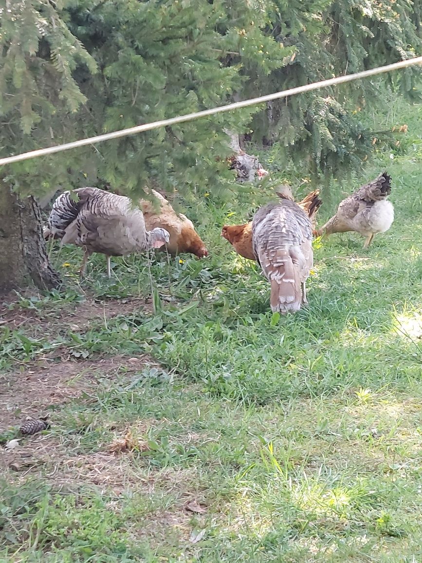 Jaja lęgowe od indyka