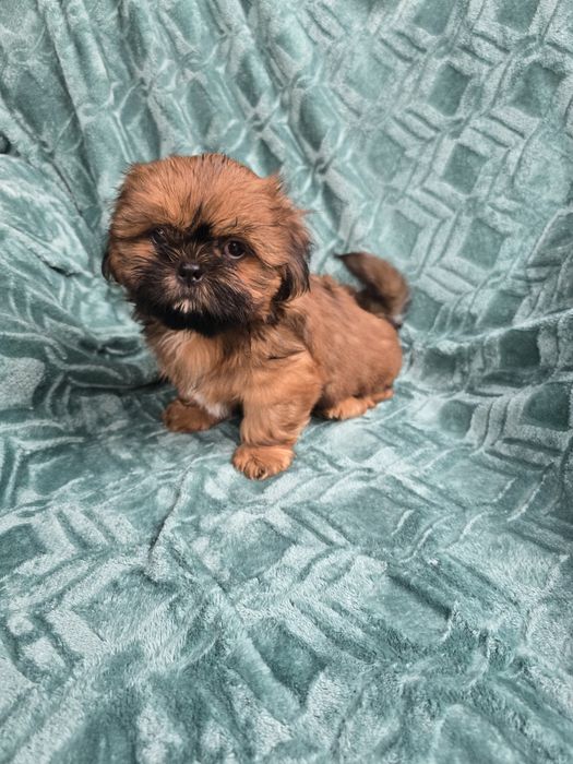 Piesek Shihtzu Czesio