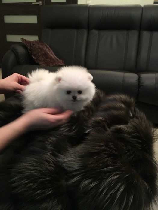 Szpic miniaturowy pomeranian mini misio  sunia