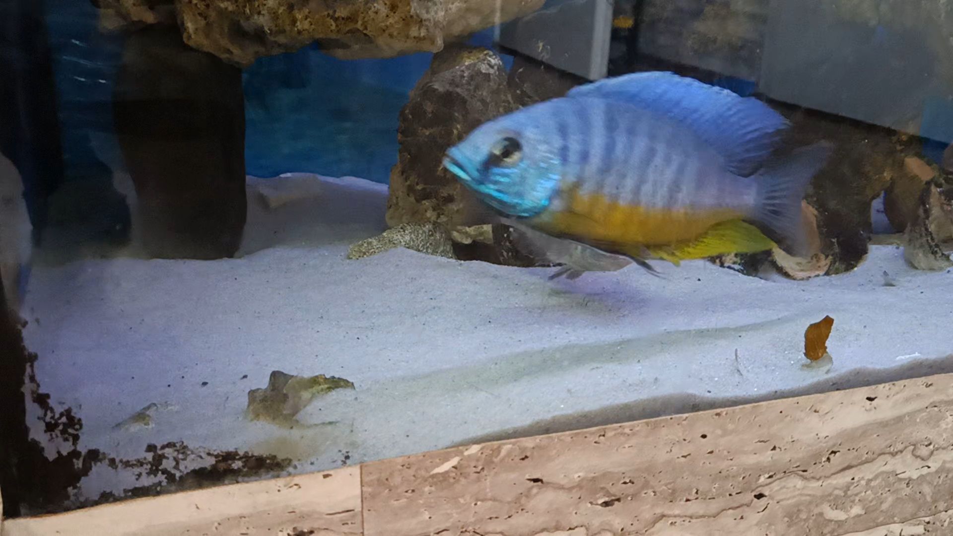 Protomelas spilonotus tanzania