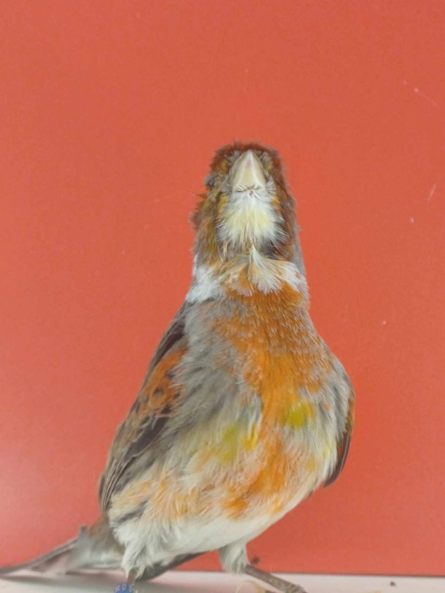 Kanarek samczyk ptak