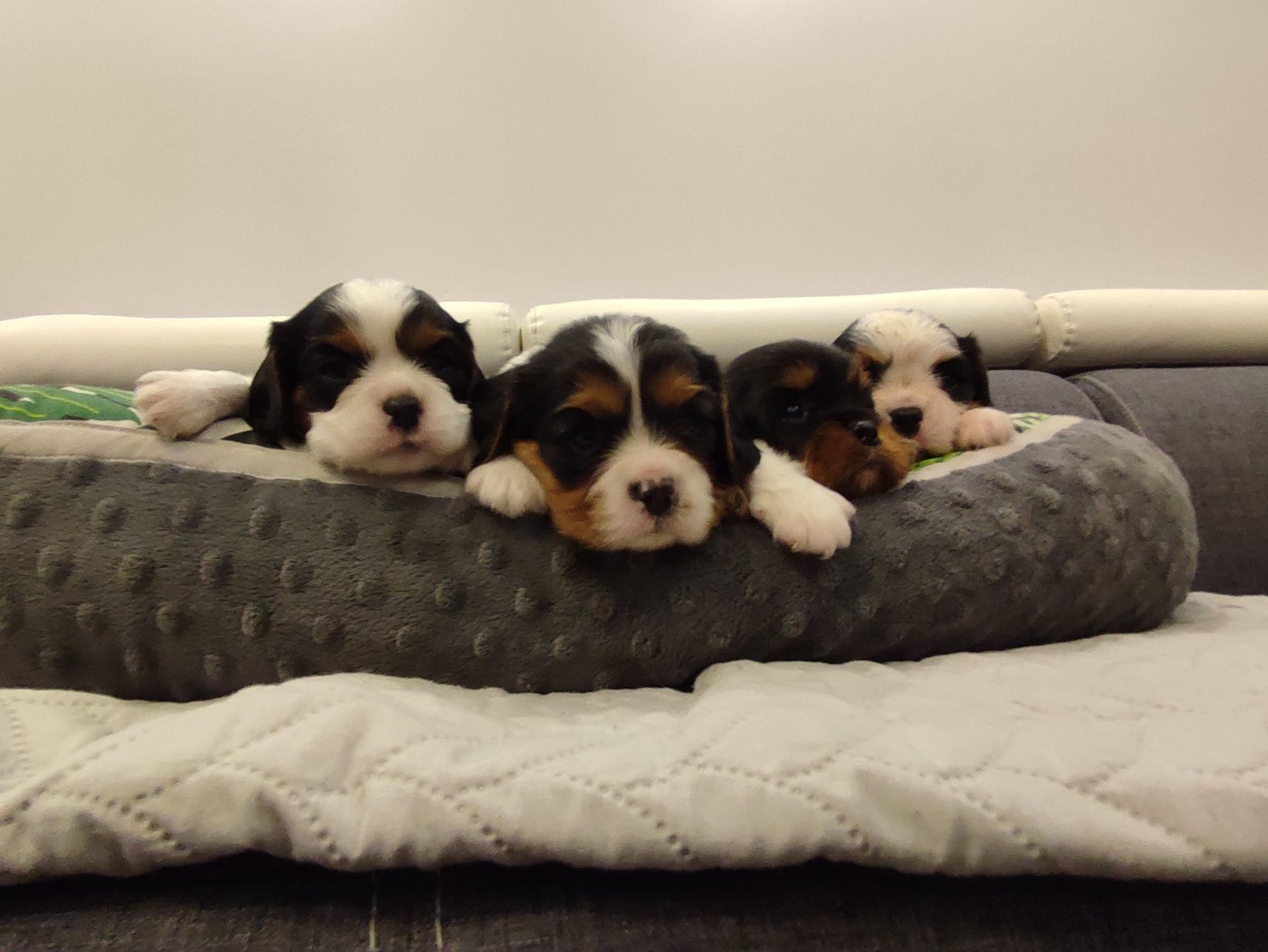 Cavalier King Charles Spaniel