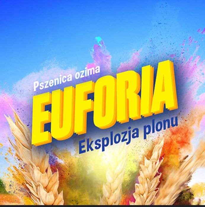 Pszenica ozima C1 kwalifikat EUFORIA Elektra