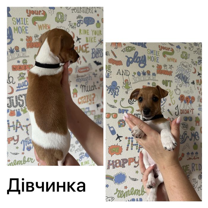 Чистокровні Цуценята Джек Рассел тер'єр