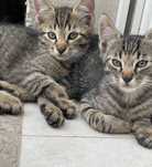Kotki 8 tyg. do adopcji