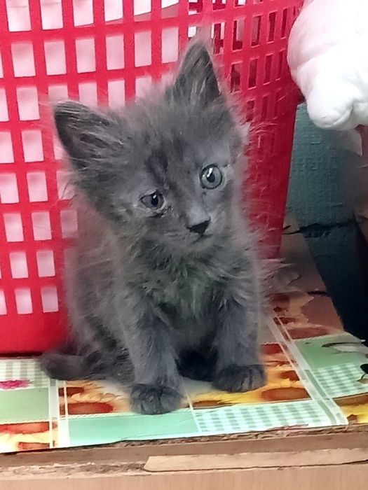 Братик та сестричка кошенята мріють знайти власну люблячу родину