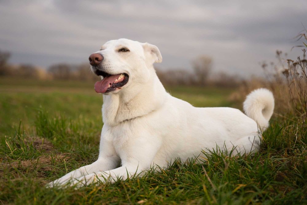 BIANCO - piękny, duży, domowy pies