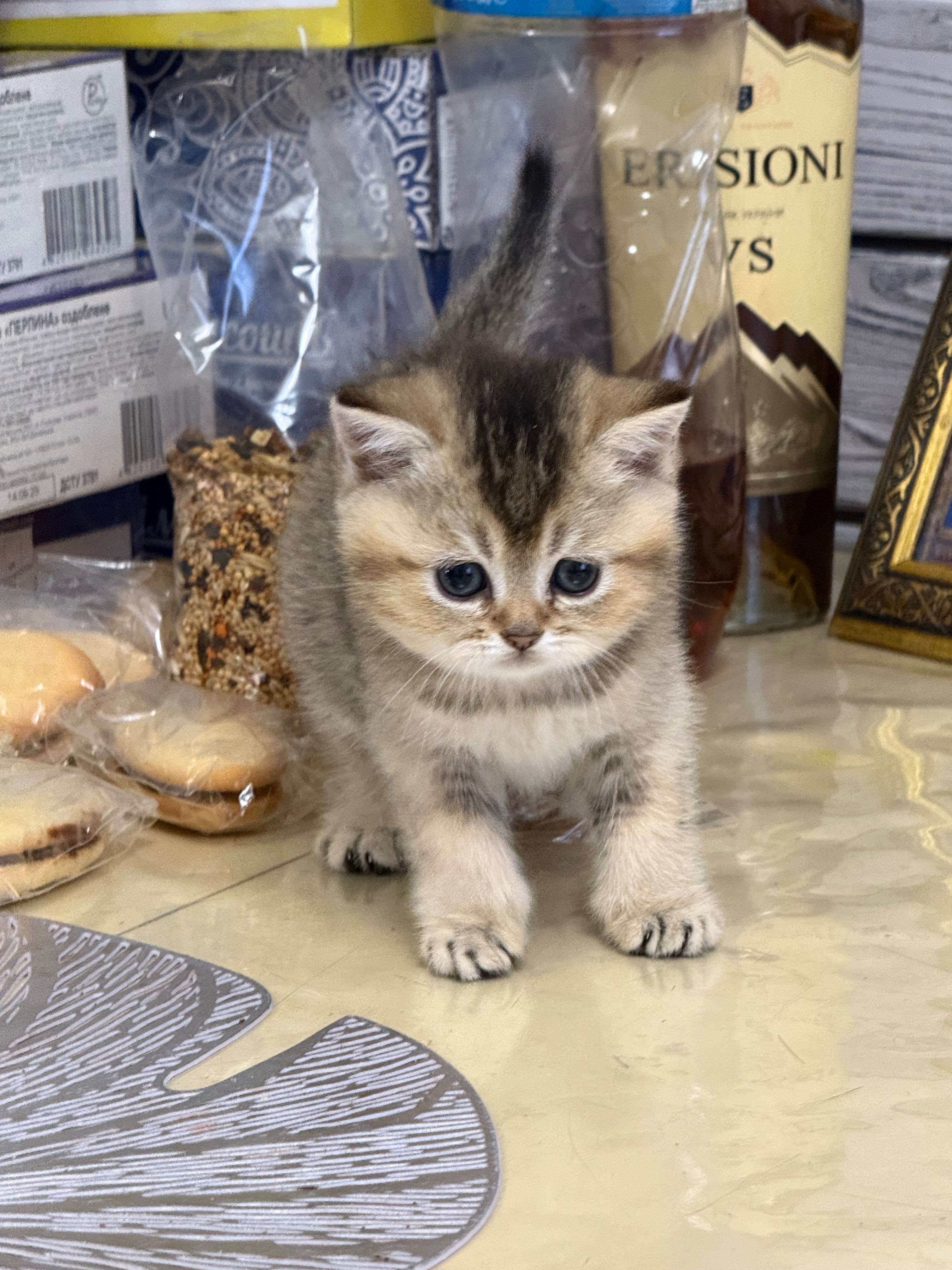Шотландські кошенята