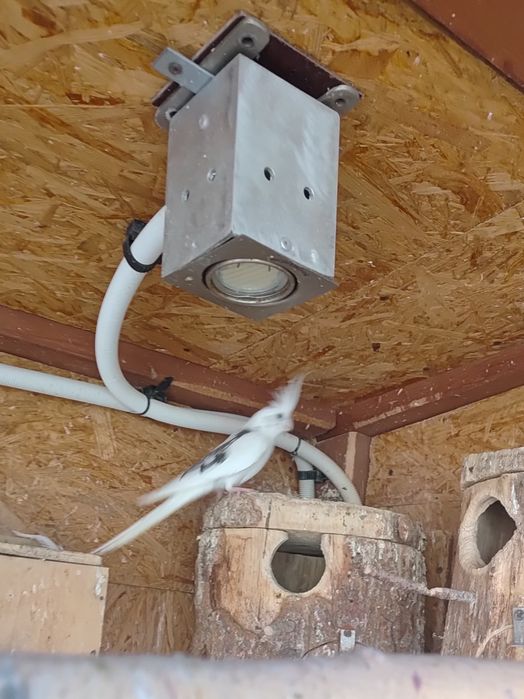 Papugi - papuga nimfa - dorosłych samiec.