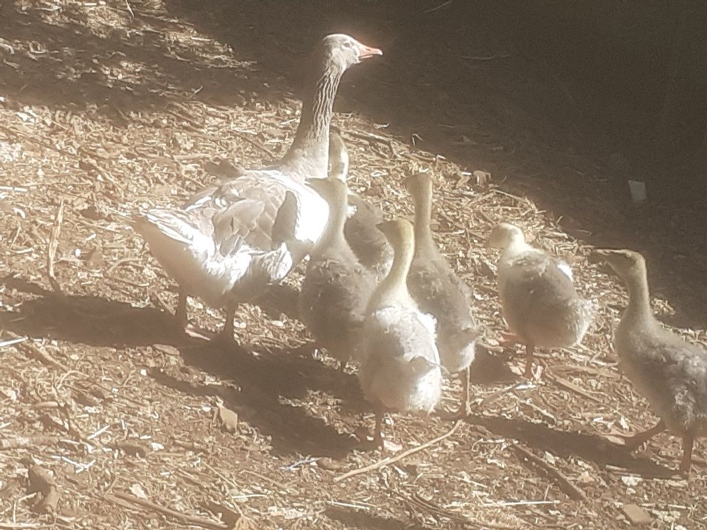 Patos gansos de Toulouse com serca dois meses