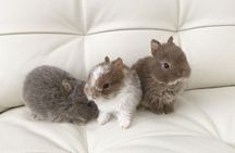 Coelhos anões mini + gaiola nova + alimentação adequada
