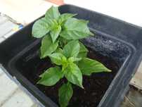 Carolina reaper , habaneros pimentas diferentes