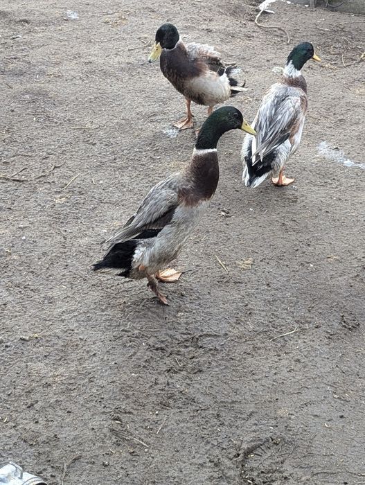 Продам качурів індійського бігунка, 6 місяців