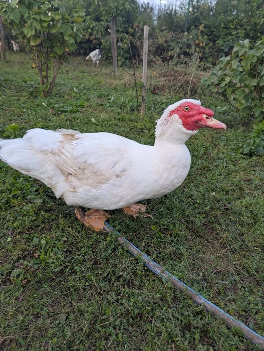 Продам індо качура