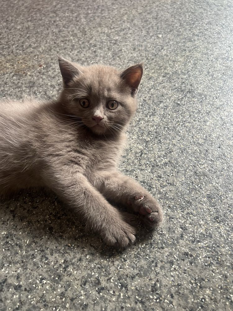 Котята британские