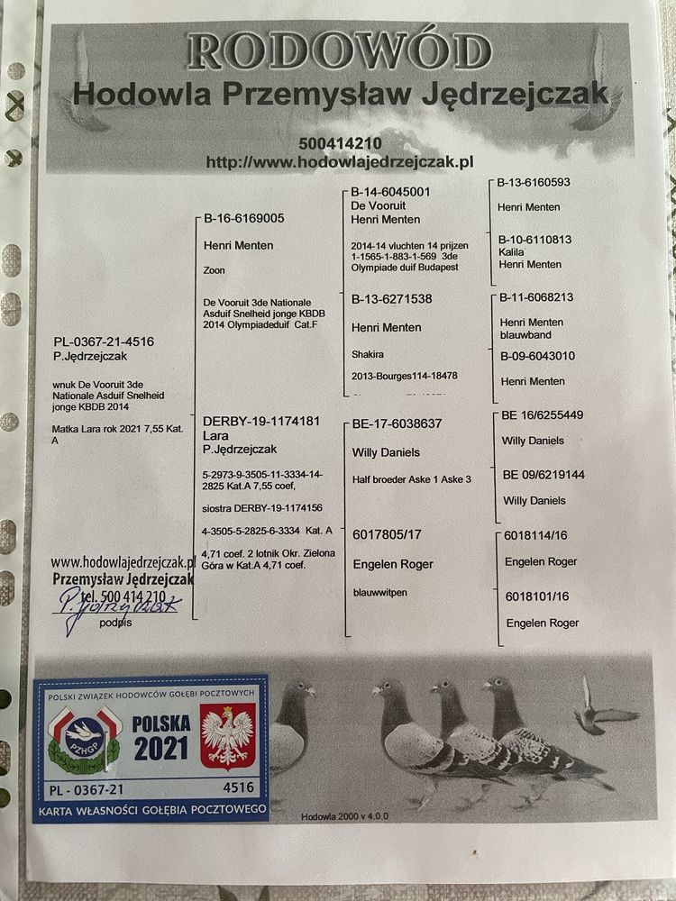 Gołębie pocztowe młode i stare