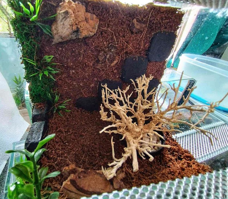 Terrarium 15 cm 14 cm 15 cm dla np pająka