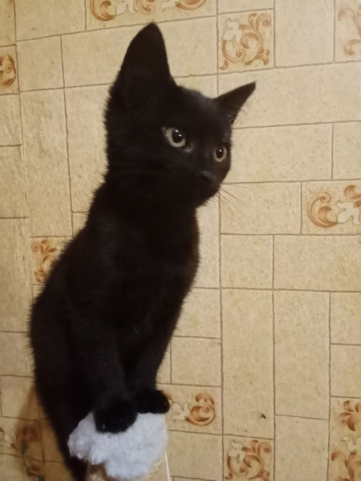 Прошу помощи для котиков.