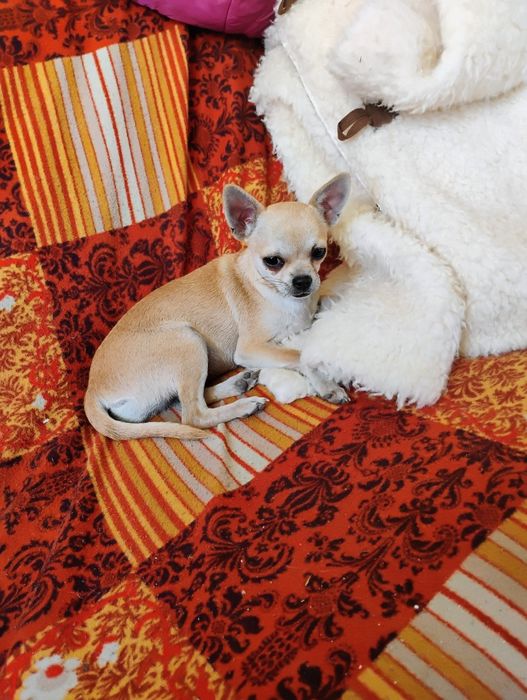 Dorosła roczna suczka chihuahua