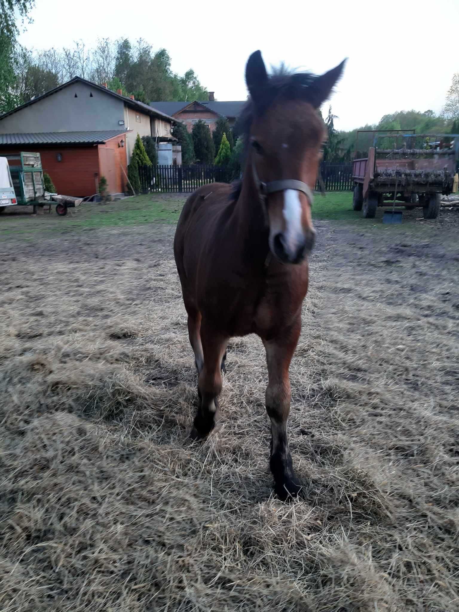 Sprzedam źrebak zimnokrwisty 6 miesięczny