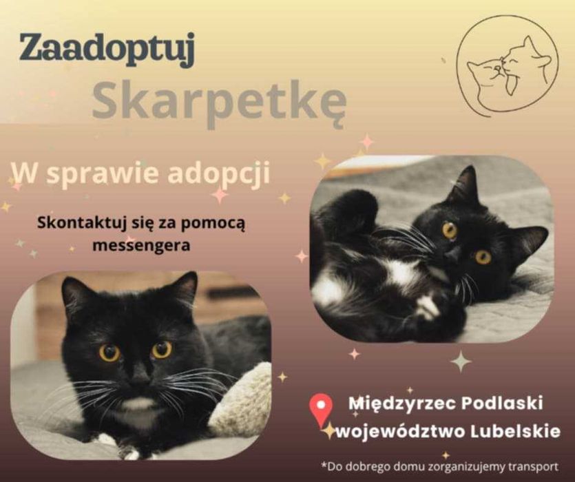 Piękna młodziutka kiciunia do adopcji