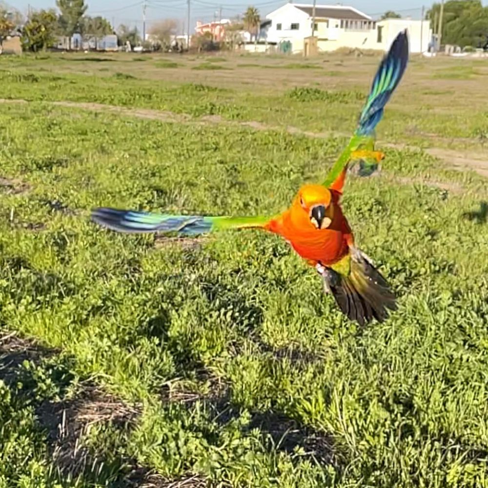 Treino aves para voo livre e amansamento