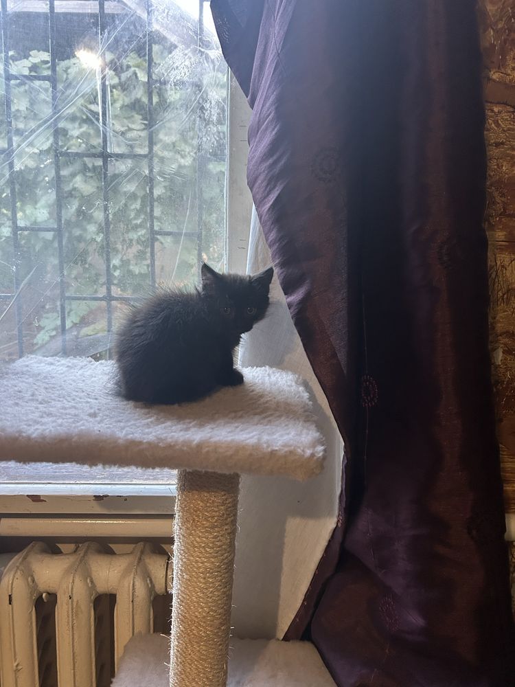 Котики безкоштовно