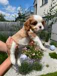 Szczeniak Cavalier king charles
