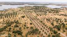 Terreno Agrícola com Olival com 14000m2 Barragem de Alqueva– Ferreira