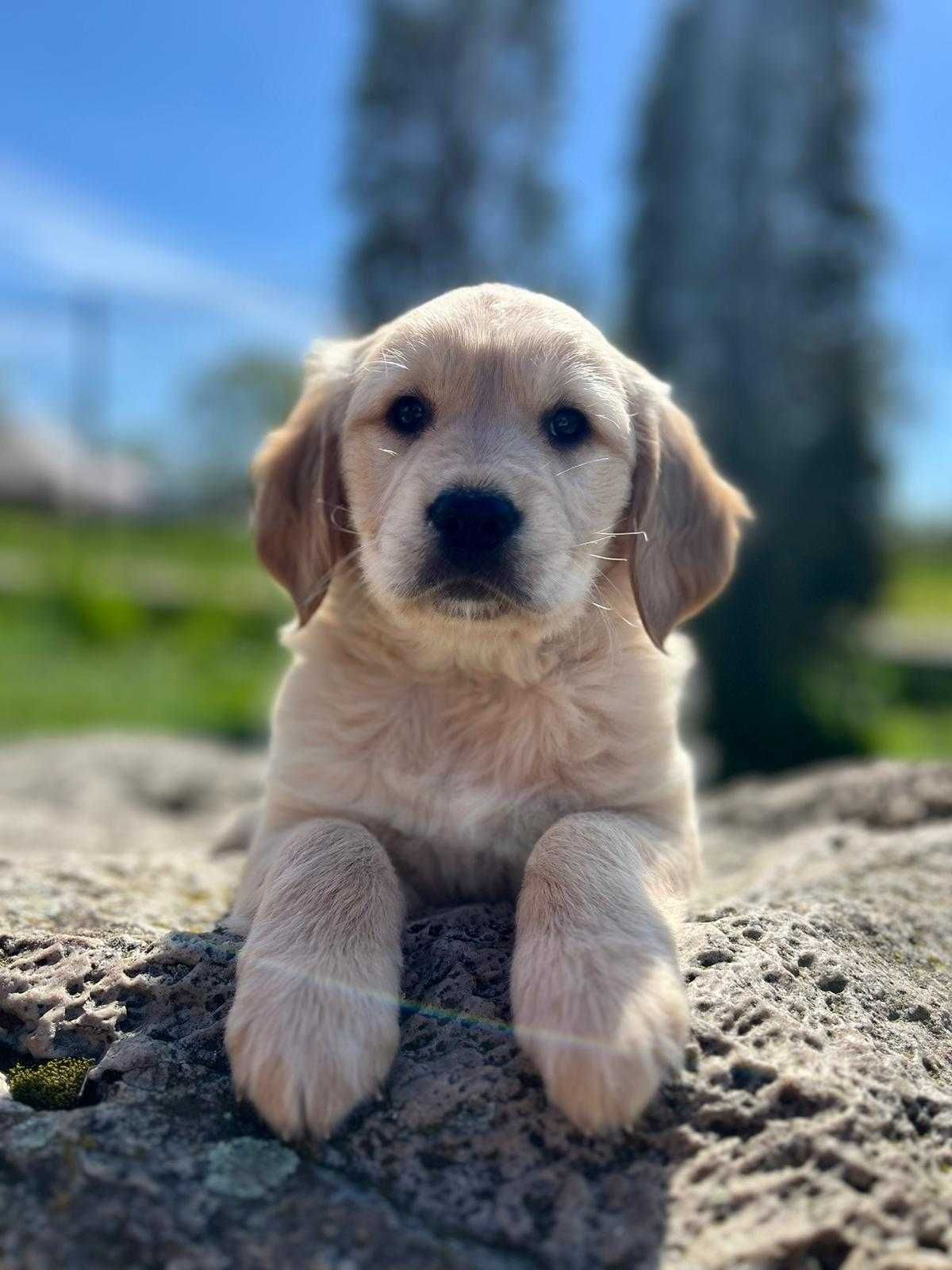 Golden - Golden Retriever- suczka