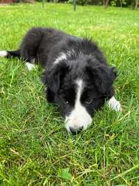 piesek Border Collie