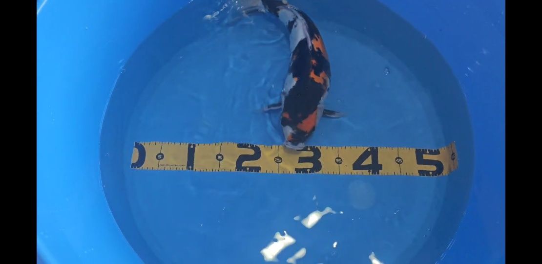 Carpas  Koi 45cm