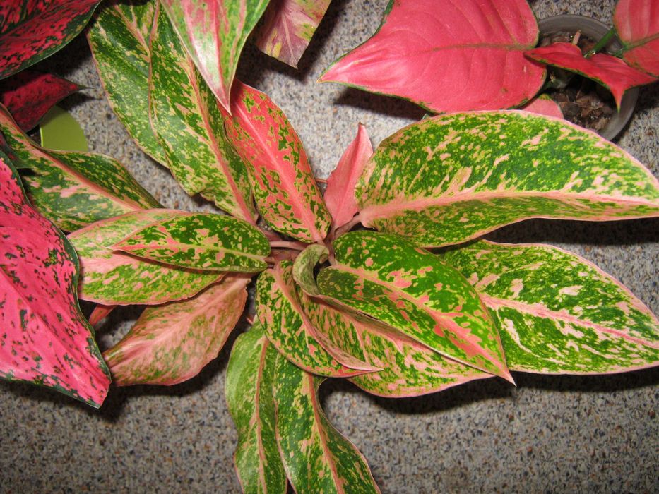 калатея аглаонема филодендрон драцена папоротник дек. лиственные цветы