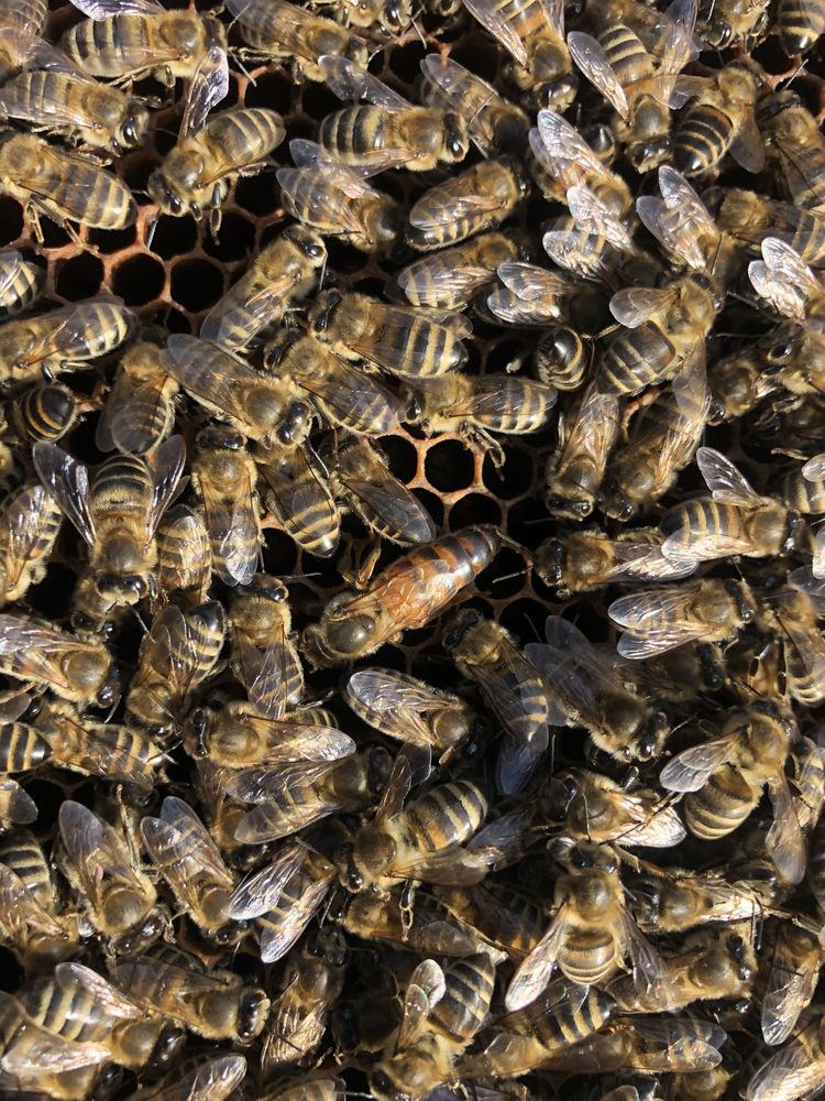 Матки бджломатки 2024