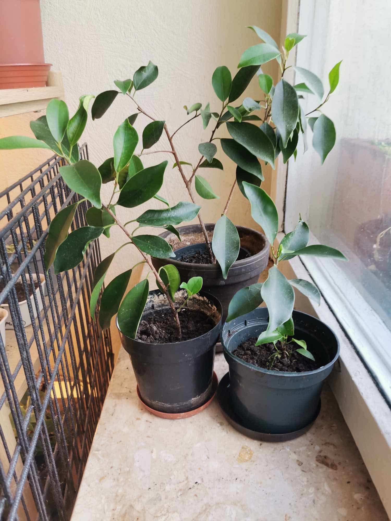 Ficus Benjamina 3 drzewka